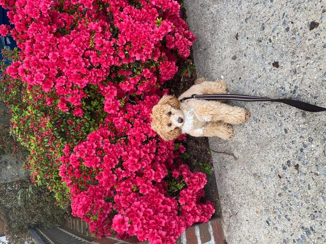 https://images.dog.ceo/breeds/poodle-miniature/flowers.jpg