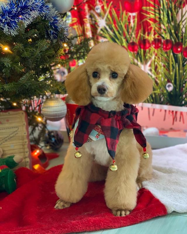 https://images.dog.ceo/breeds/poodle-miniature/img-0413.jpg