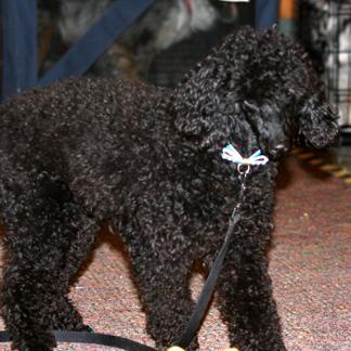 https://images.dog.ceo/breeds/poodle-miniature/n02113712_1036.jpg