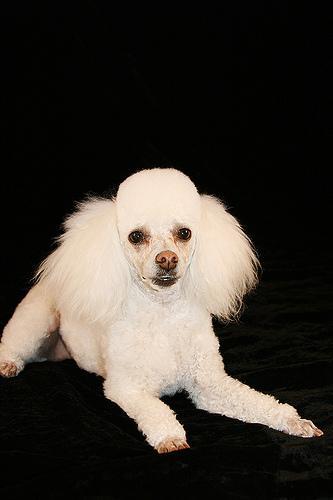 https://images.dog.ceo/breeds/poodle-miniature/n02113712_10433.jpg