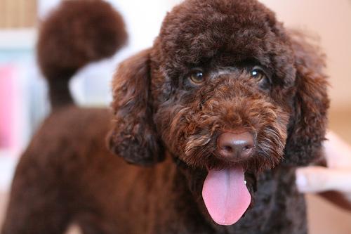 https://images.dog.ceo/breeds/poodle-miniature/n02113712_1088.jpg