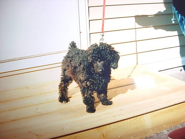 https://images.dog.ceo/breeds/poodle-miniature/n02113712_112.jpg