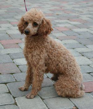 https://images.dog.ceo/breeds/poodle-miniature/n02113712_1136.jpg