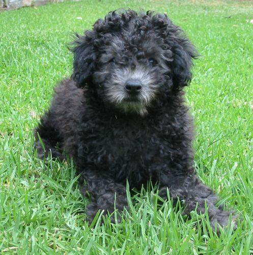 https://images.dog.ceo/breeds/poodle-miniature/n02113712_1147.jpg