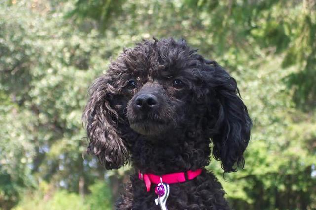 https://images.dog.ceo/breeds/poodle-miniature/n02113712_1272.jpg