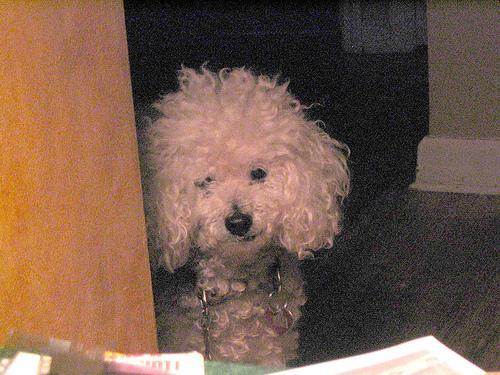 https://images.dog.ceo/breeds/poodle-miniature/n02113712_1448.jpg