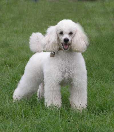 https://images.dog.ceo/breeds/poodle-miniature/n02113712_1541.jpg