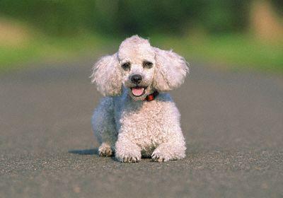 https://images.dog.ceo/breeds/poodle-miniature/n02113712_1558.jpg