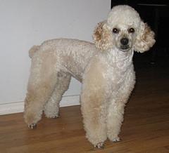 https://images.dog.ceo/breeds/poodle-miniature/n02113712_1572.jpg