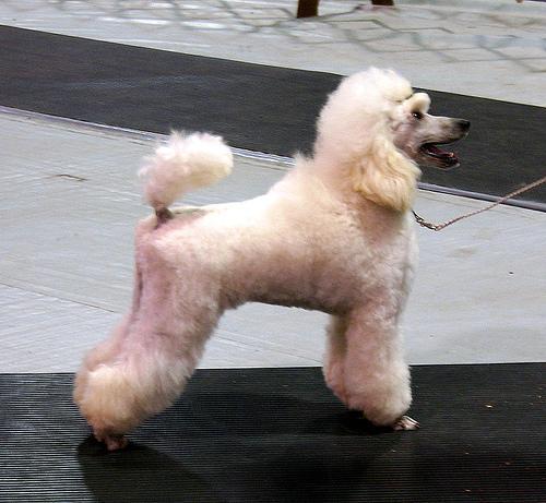 https://images.dog.ceo/breeds/poodle-miniature/n02113712_1590.jpg