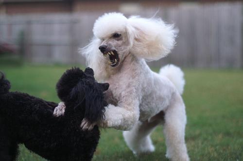 https://images.dog.ceo/breeds/poodle-miniature/n02113712_160.jpg