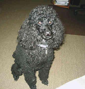 https://images.dog.ceo/breeds/poodle-miniature/n02113712_166.jpg