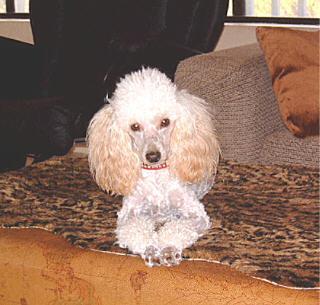 https://images.dog.ceo/breeds/poodle-miniature/n02113712_1778.jpg