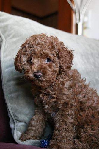 https://images.dog.ceo/breeds/poodle-miniature/n02113712_1805.jpg