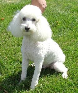 https://images.dog.ceo/breeds/poodle-miniature/n02113712_211.jpg