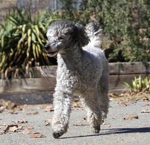 https://images.dog.ceo/breeds/poodle-miniature/n02113712_2274.jpg