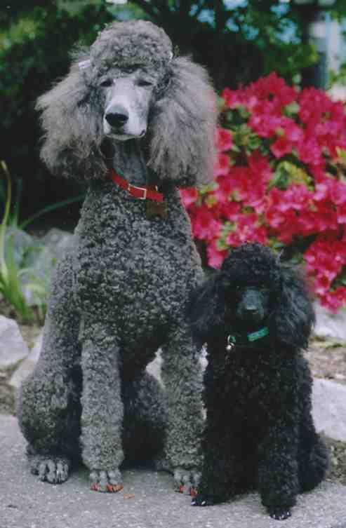 https://images.dog.ceo/breeds/poodle-miniature/n02113712_2405.jpg