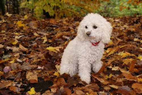 https://images.dog.ceo/breeds/poodle-miniature/n02113712_2451.jpg