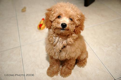 https://images.dog.ceo/breeds/poodle-miniature/n02113712_2653.jpg