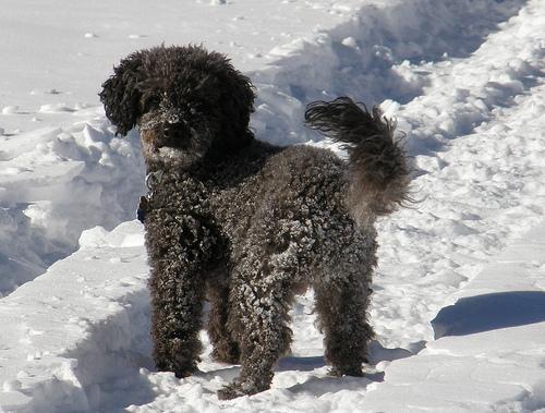 https://images.dog.ceo/breeds/poodle-miniature/n02113712_2718.jpg