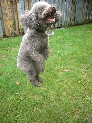 https://images.dog.ceo/breeds/poodle-miniature/n02113712_2894.jpg