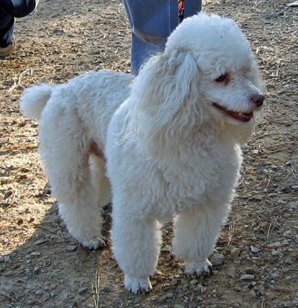 https://images.dog.ceo/breeds/poodle-miniature/n02113712_3049.jpg