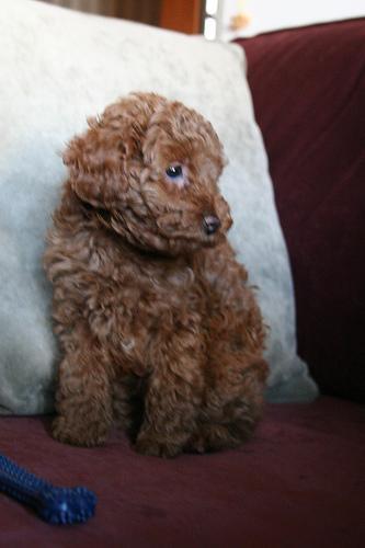 https://images.dog.ceo/breeds/poodle-miniature/n02113712_3109.jpg