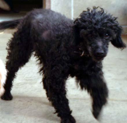 https://images.dog.ceo/breeds/poodle-miniature/n02113712_3117.jpg