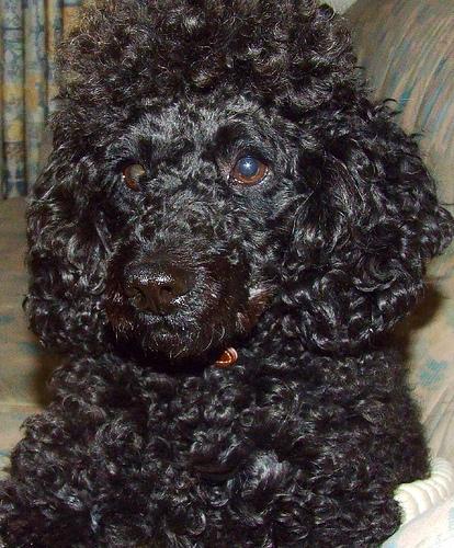 https://images.dog.ceo/breeds/poodle-miniature/n02113712_3155.jpg