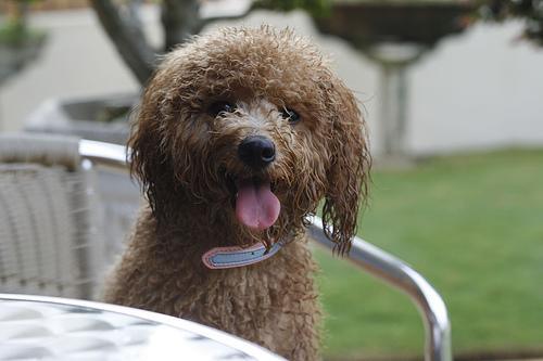 https://images.dog.ceo/breeds/poodle-miniature/n02113712_3157.jpg