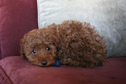 https://images.dog.ceo/breeds/poodle-miniature/n02113712_3161.jpg