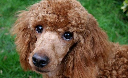 https://images.dog.ceo/breeds/poodle-miniature/n02113712_3196.jpg