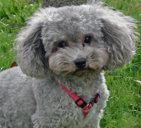 https://images.dog.ceo/breeds/poodle-miniature/n02113712_3203.jpg