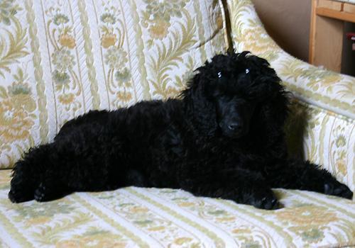 https://images.dog.ceo/breeds/poodle-miniature/n02113712_325.jpg