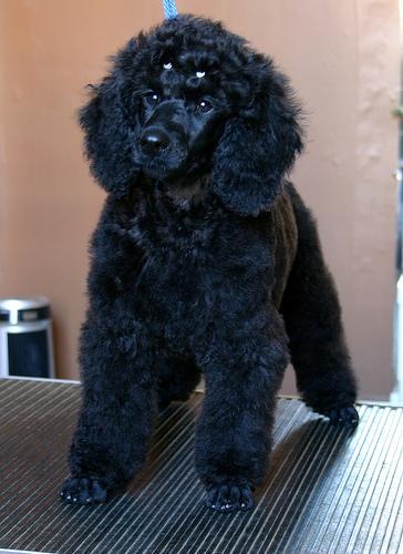 https://images.dog.ceo/breeds/poodle-miniature/n02113712_326.jpg