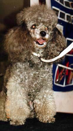 https://images.dog.ceo/breeds/poodle-miniature/n02113712_3272.jpg