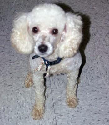 https://images.dog.ceo/breeds/poodle-miniature/n02113712_3293.jpg