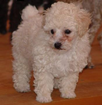 https://images.dog.ceo/breeds/poodle-miniature/n02113712_3315.jpg