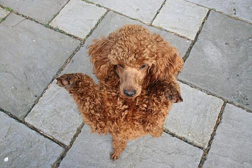 https://images.dog.ceo/breeds/poodle-miniature/n02113712_3327.jpg