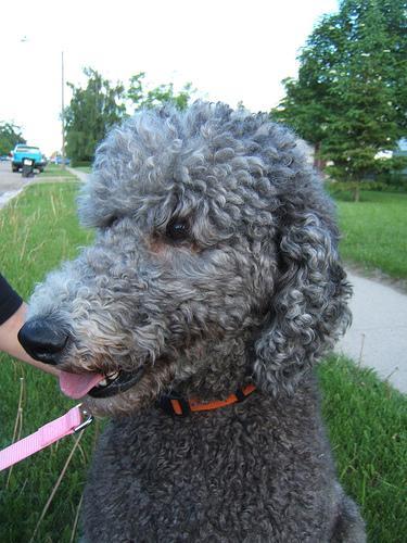 https://images.dog.ceo/breeds/poodle-miniature/n02113712_335.jpg