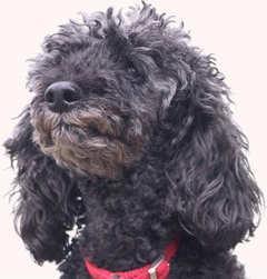 https://images.dog.ceo/breeds/poodle-miniature/n02113712_347.jpg