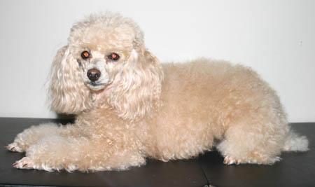 https://images.dog.ceo/breeds/poodle-miniature/n02113712_421.jpg