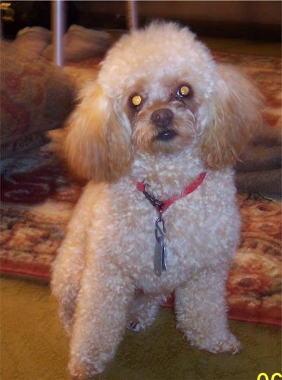 https://images.dog.ceo/breeds/poodle-miniature/n02113712_4233.jpg