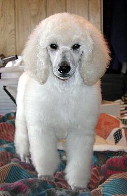 https://images.dog.ceo/breeds/poodle-miniature/n02113712_438.jpg