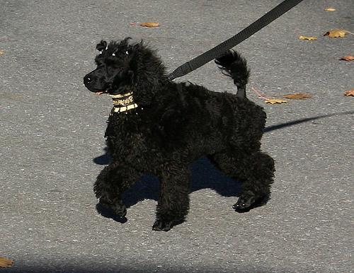 https://images.dog.ceo/breeds/poodle-miniature/n02113712_5289.jpg