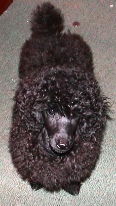 https://images.dog.ceo/breeds/poodle-miniature/n02113712_5675.jpg