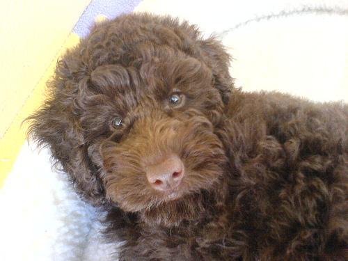 https://images.dog.ceo/breeds/poodle-miniature/n02113712_574.jpg