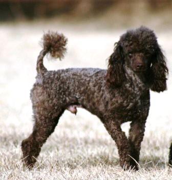 https://images.dog.ceo/breeds/poodle-miniature/n02113712_578.jpg