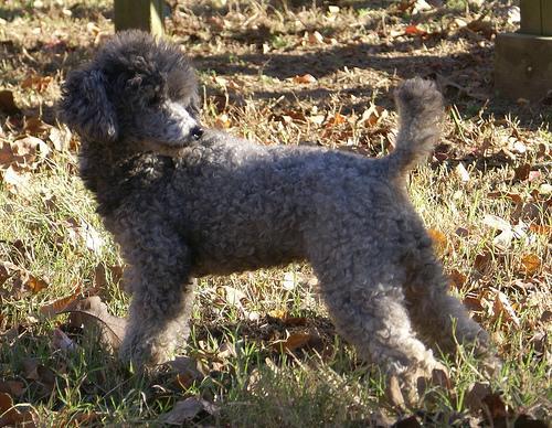 https://images.dog.ceo/breeds/poodle-miniature/n02113712_580.jpg