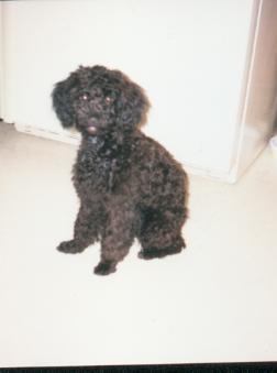 https://images.dog.ceo/breeds/poodle-miniature/n02113712_599.jpg